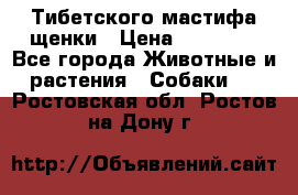  Тибетского мастифа щенки › Цена ­ 10 000 - Все города Животные и растения » Собаки   . Ростовская обл.,Ростов-на-Дону г.